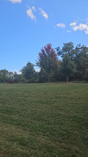 Maple Leaves Turning Red