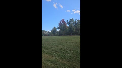 Maple Leaves Turning Red