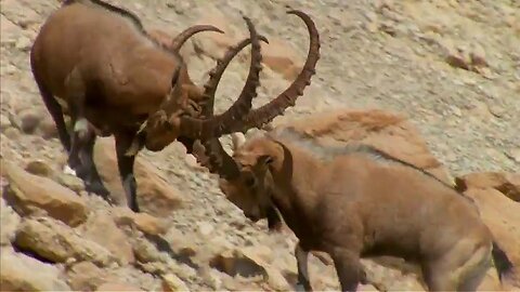 Nubian Ibex Fight for Females