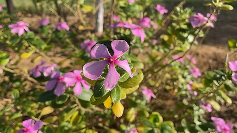 Naturally Blooming Flowers 🌸 in Sunlight | Relaxing Nature View