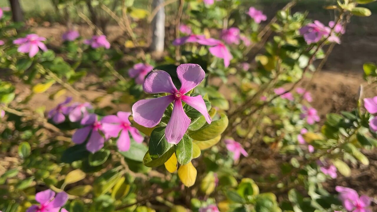 Naturally Blooming Flowers 🌸 in Sunlight | Relaxing Nature View