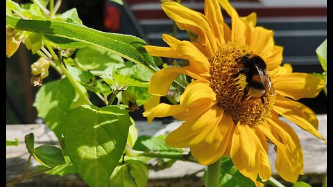 SUNFLOWERS - SOLSIKKER - GIRASOLES