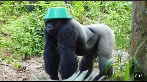 You Won’t Stop Laughing at The Best Of Funny Monkeys 🐒