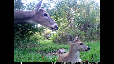 Deer Cam 09 29 2025 Doe Caring For Yearling That's Bedded Bedding In Front Of Game Cam Trail Camera