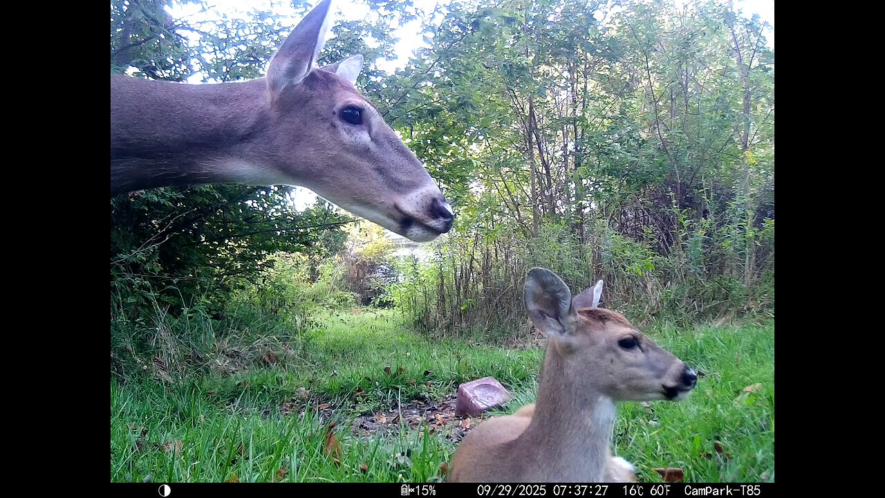 Deer Cam 09 29 2025 Doe Caring For Yearling That's Bedded Bedding In Front Of Game Cam Trail Camera