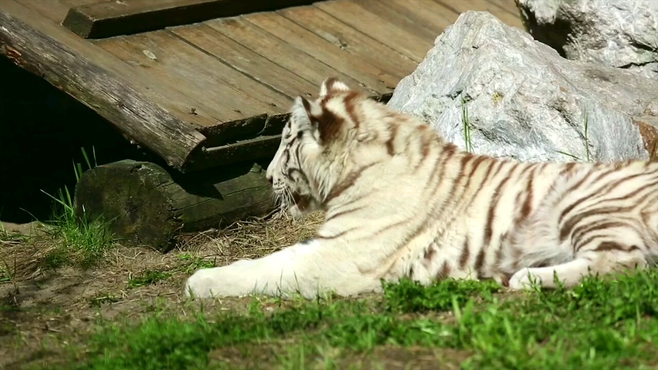 beautiful tiger