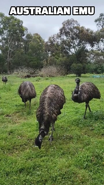 Australian emu bird