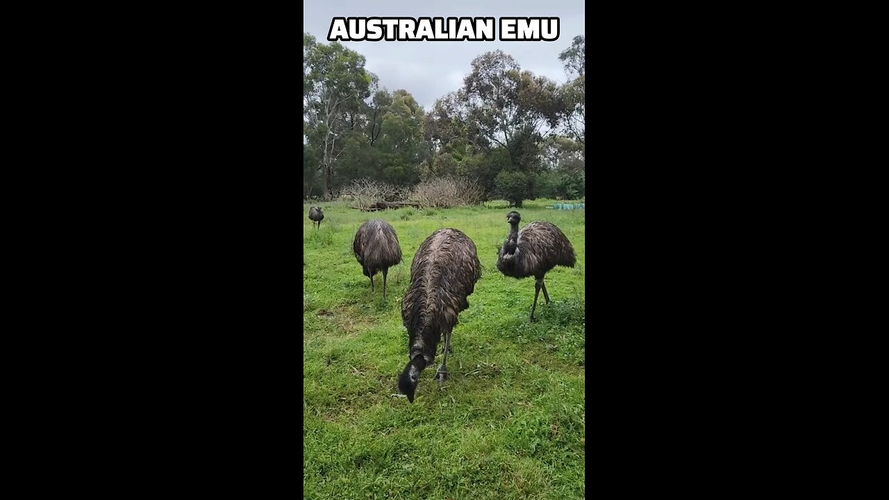 Australian emu bird