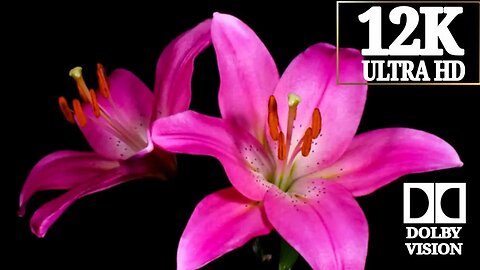 12K ULTRA HD - TIME LAPSE FLOWER - BLOOMING DYING ,RESURRECTION ~ DOLBY VISION