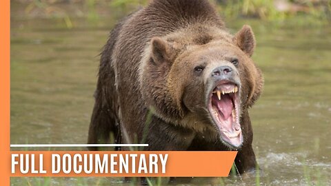 Inside the World of Bears _ Full Documentary