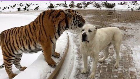 New Funny Cat and Dog Videos 😹🐶 Funniest Animals 🤣 Part 17