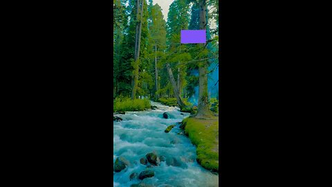 Life is Nature ❤️ ! Love Nature evergreen ✅