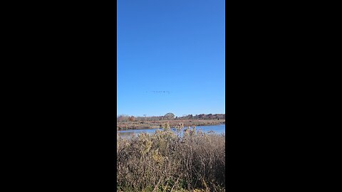 Geese Landing on River Bend Pond