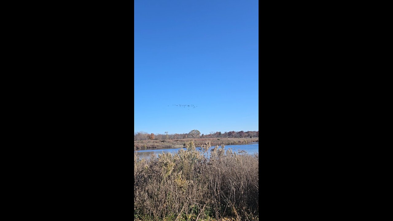 Geese Landing on River Bend Pond