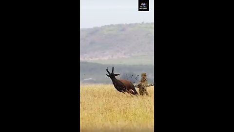 like video