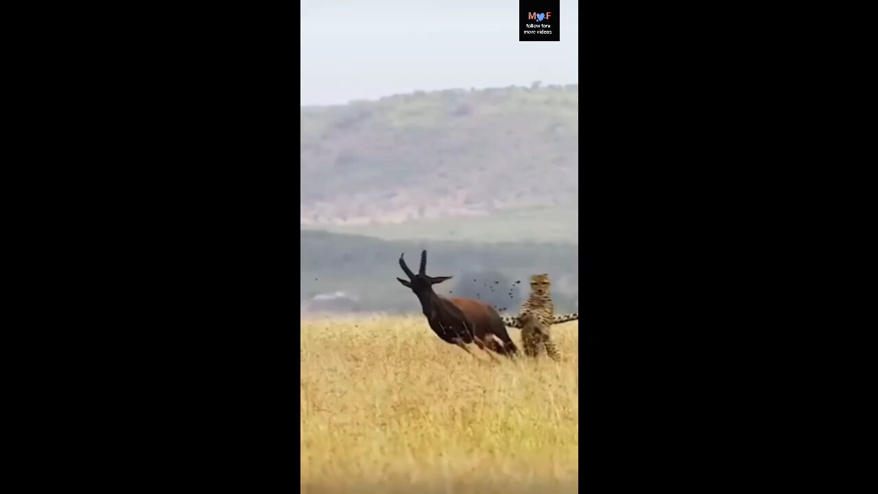 like video