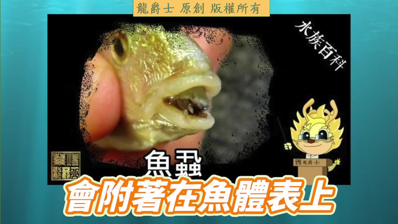 【龍爵士】Q287 水面上有小黃點會動，是魚蝨嗎