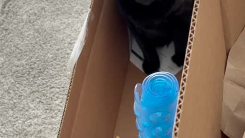 Cute Precious Piper Finds a Cool Narrow Box - My Adopted Shelter Cat Vlog #shorts