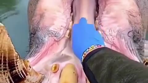 🦡😮 Watch A Hippo Get His Teeth Cleaning! The Most Satisfying Animal Dental Care! | FeedMyCuriosity