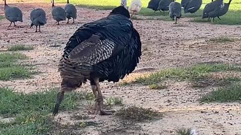 Allan lost all his tail feathers