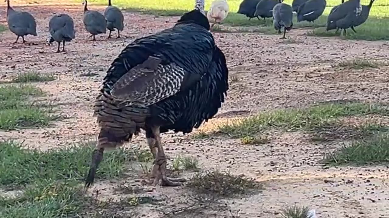 Allan lost all his tail feathers