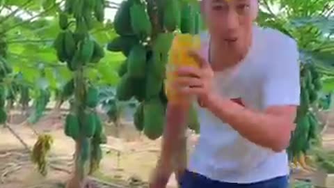 Wonderful-fruits-that-bring-relaxation-22-satisfying-farming-garden-nature_360p