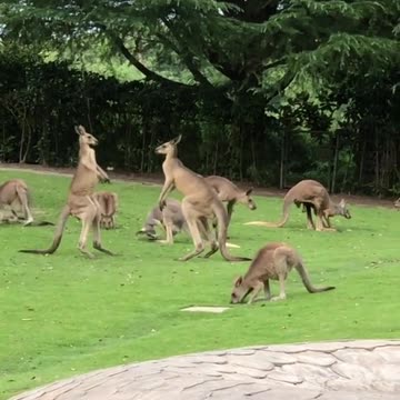 Kangaroos fighting