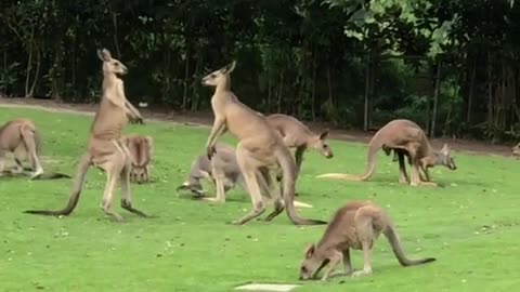 Kangaroos fighting