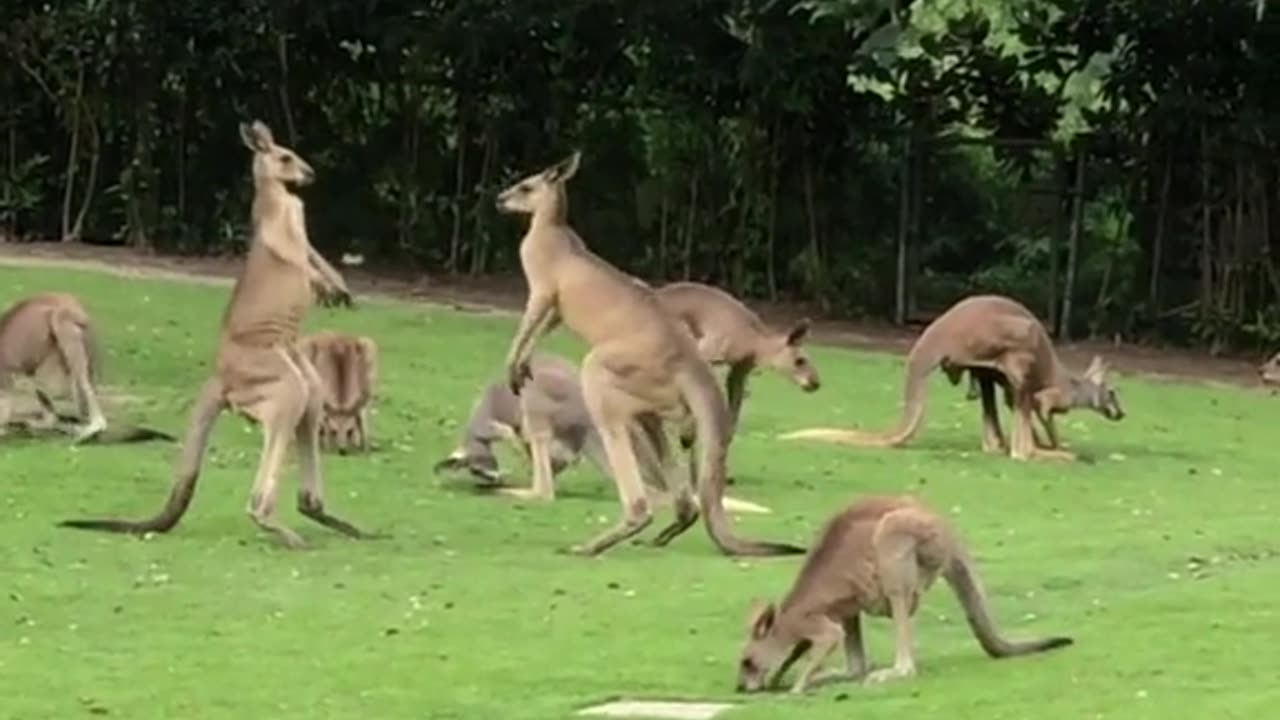 Kangaroos fighting