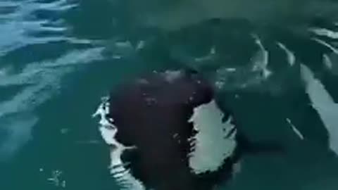 🐬🌊 Meet The Rare Commerson Dolphin Caught Off The Coast Of Argentina! | FeedMyCuriosity