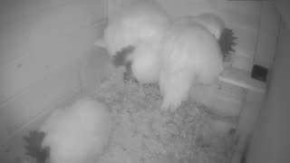 Chicken Live Stream
