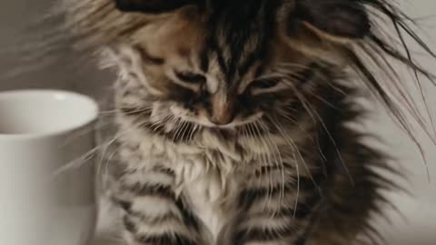 This little fluffy ball of fur hasn't yet figured out that coffee is a means of pleasure.