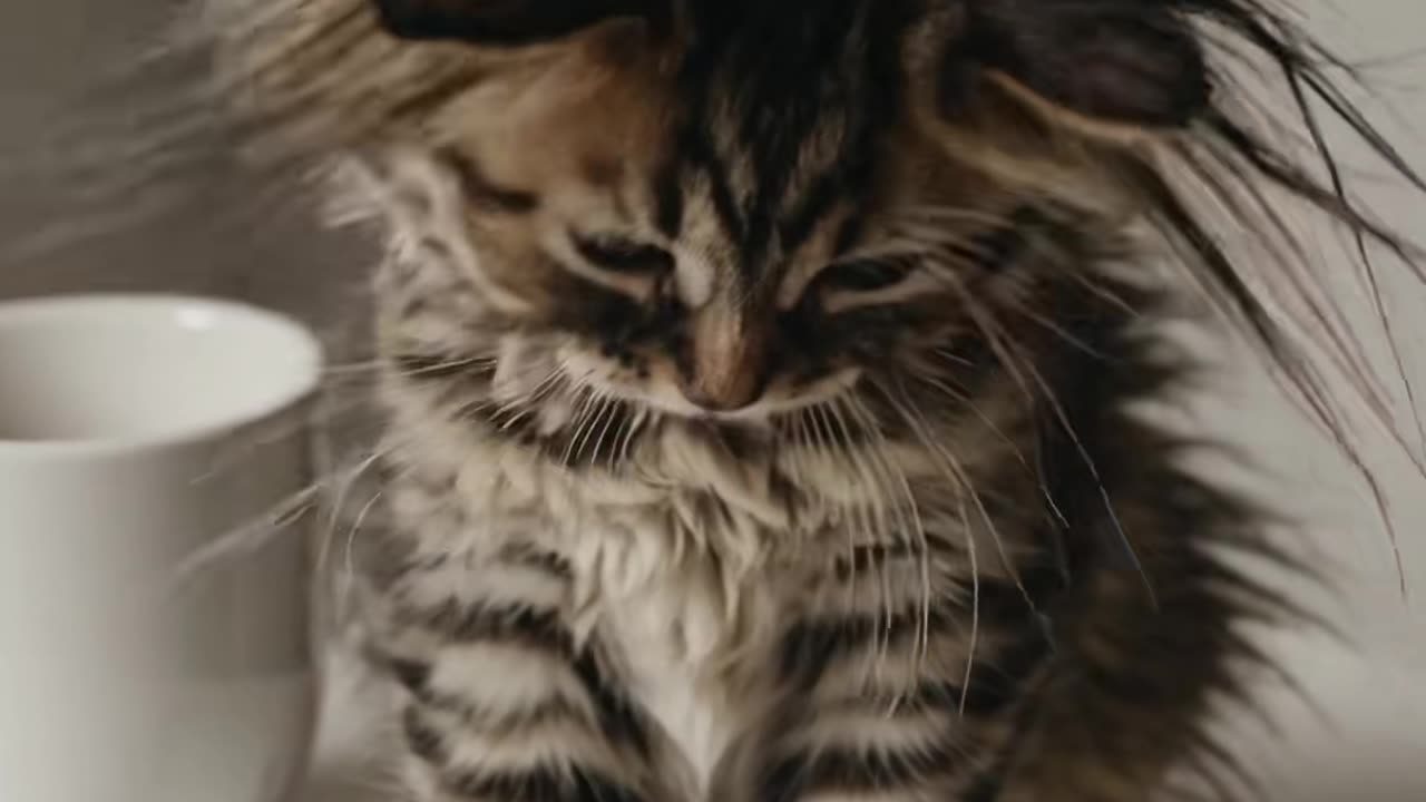This little fluffy ball of fur hasn't yet figured out that coffee is a means of pleasure.