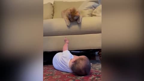 😆Funny Baby Animal Video Kids Video Animals Video