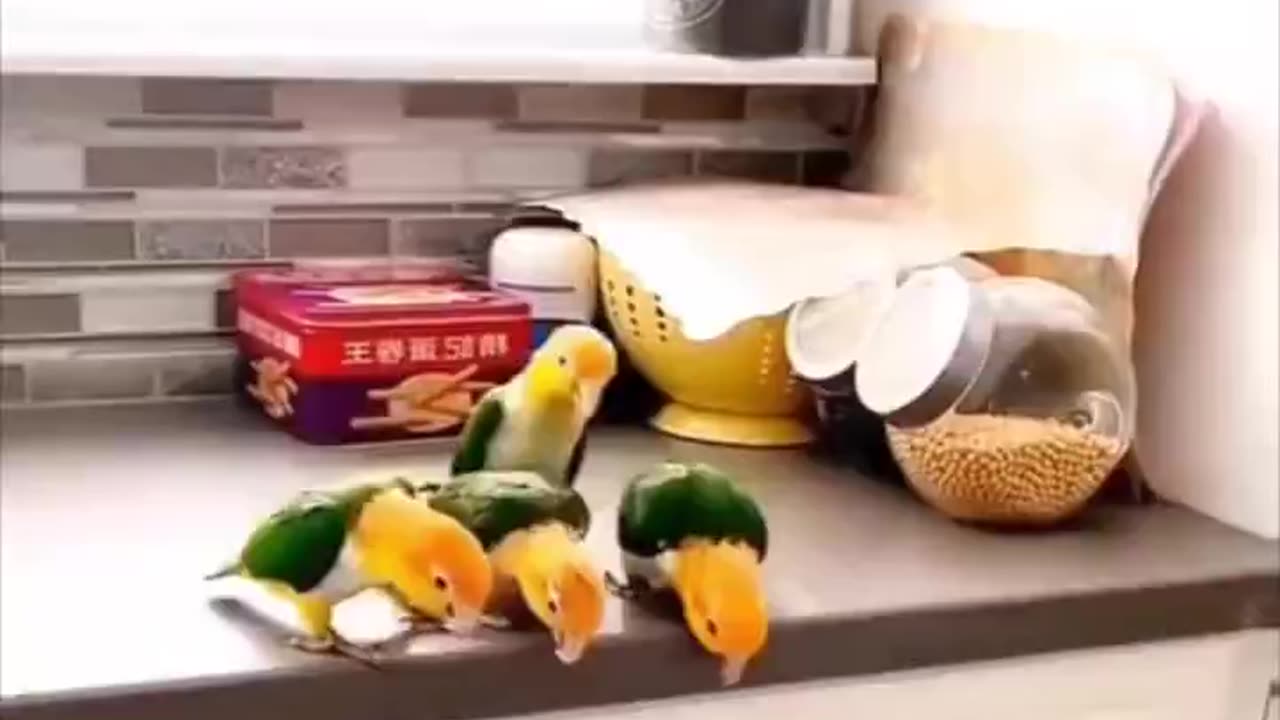 The way they looked down.. 😂