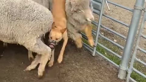 Dog's Comedy Videos 🤣 so cute videos and puppies comedy scenes 😂 so cute 🥰 🥰 🥰 🥰