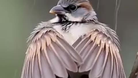 Mother Bird protecting Her Baby Birds