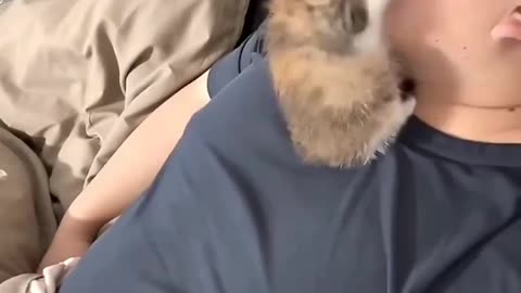 Annoying Kitten