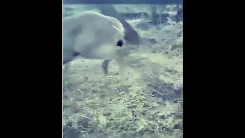 The deer got caught by its horns, but it was lucky..