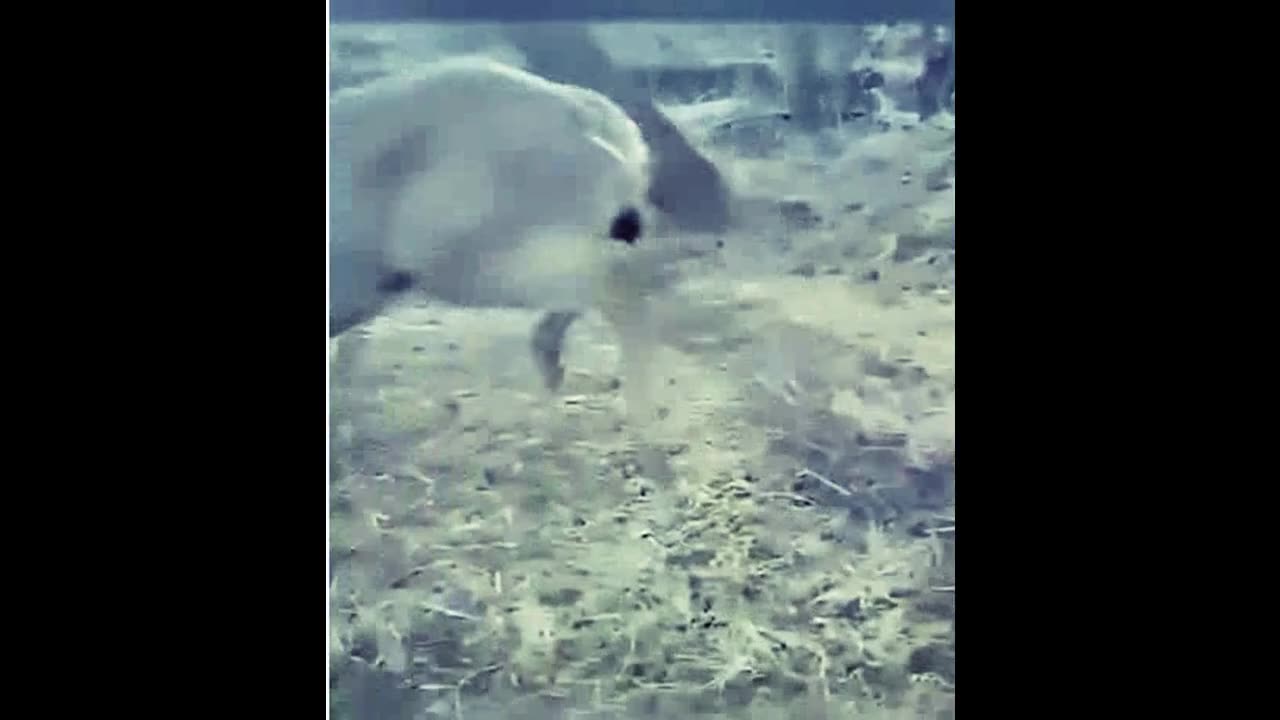 The deer got caught by its horns, but it was lucky..