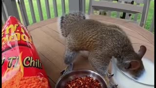 I'm with the squirrel on this one!