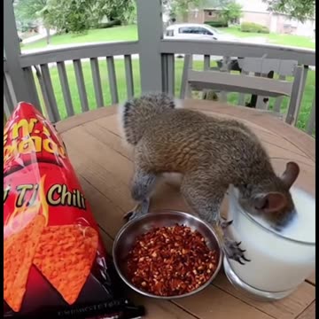 I'm with the squirrel on this one!