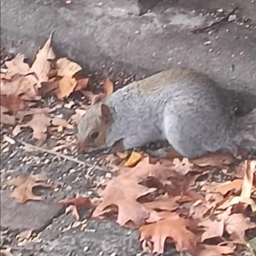Squirrel and several sparrows.