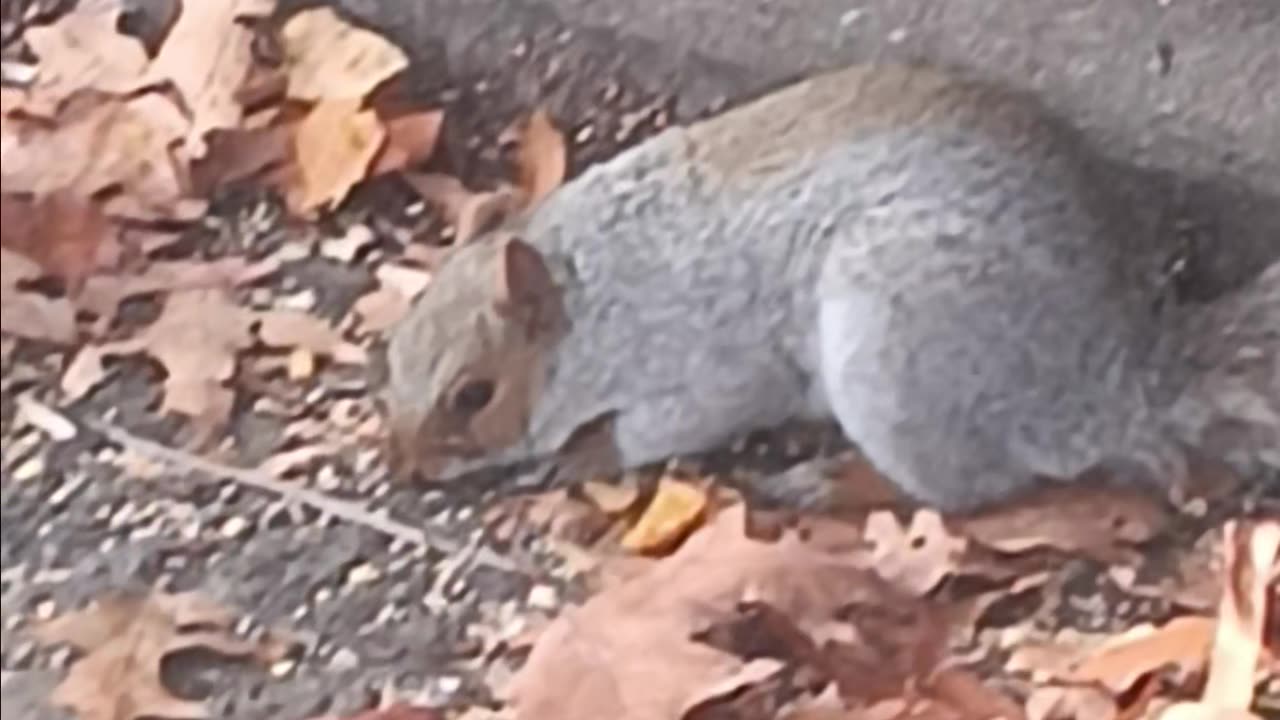 Squirrel and several sparrows.