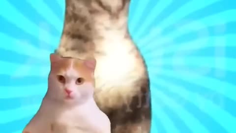 Cute Cat dancing