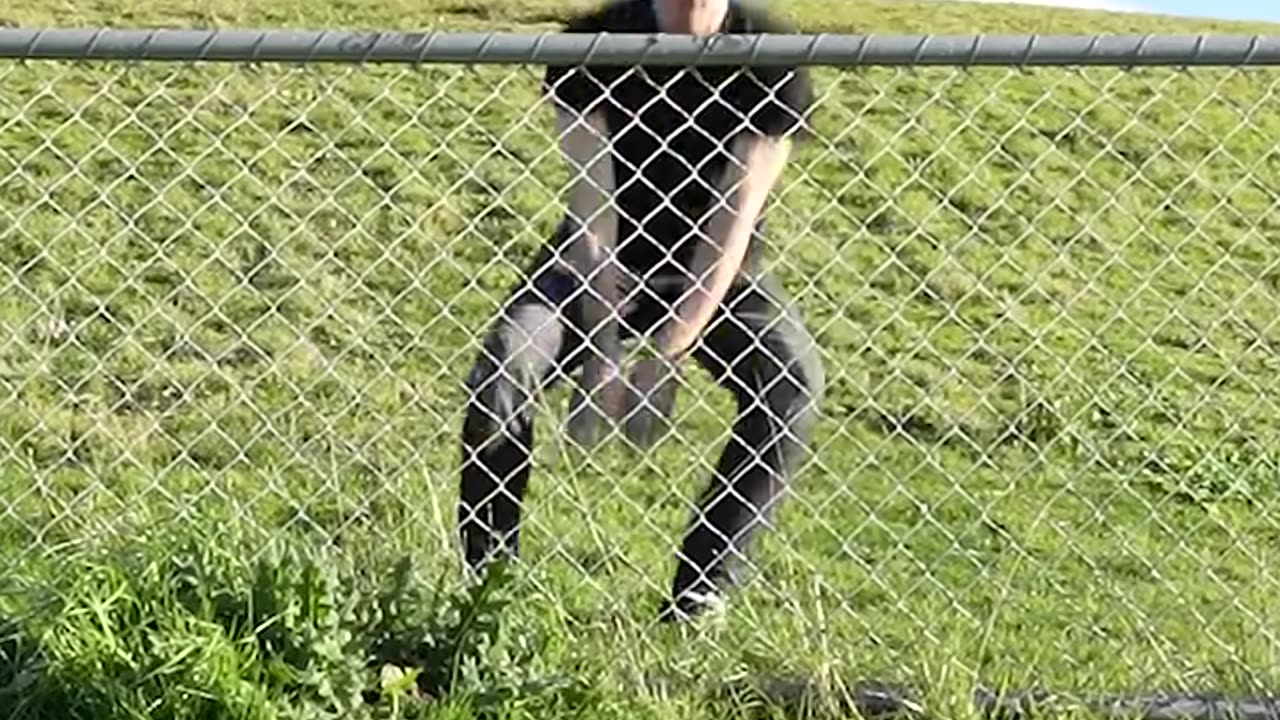 Funny Animal Videos on how they get over the fence