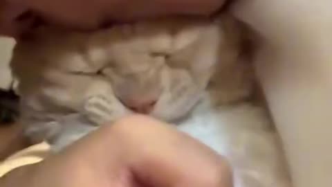 Bro is suffering excessive love😭🐈🐱