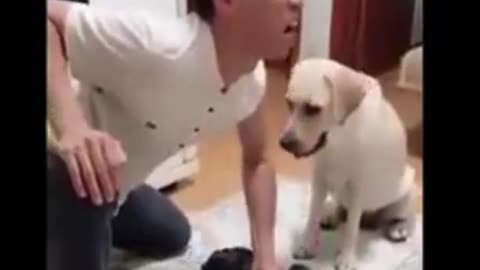 Cats and dogs funny videos