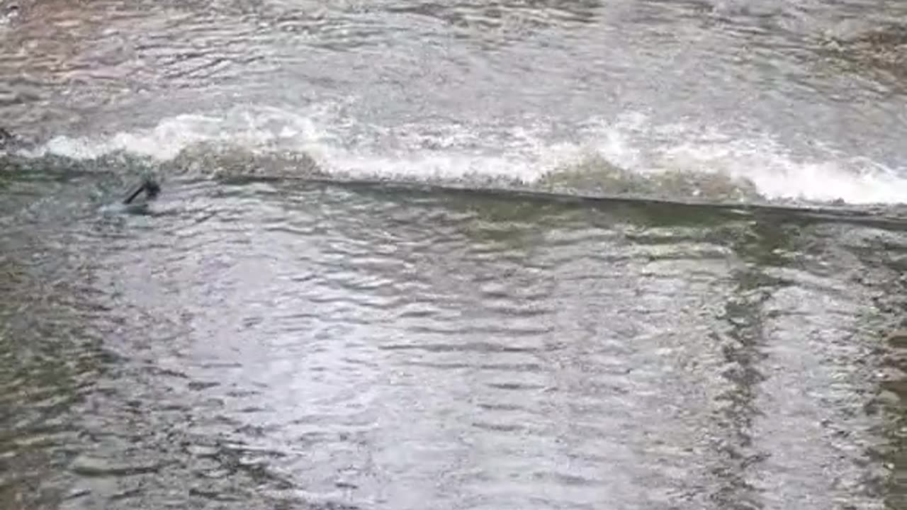 Grace in Motion: An Egret Strolling by the Riverside