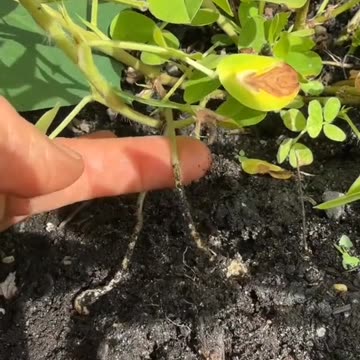 Peanut plants